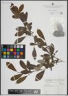 Foto von Salix atrocinerea Brot.